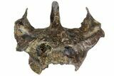 Spectacular, Turtle (Trionyx) Skull - Hell Creek Formation #113308-6